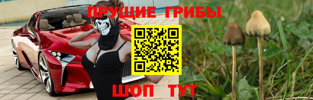 Псилоцибиновые грибы Psilocybine cubensis  Вход с VPN  Гурьевск  Псилоцибиновые грибы Cubensis 